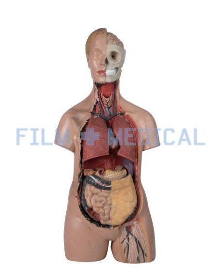 Anatomical Teaching Model 